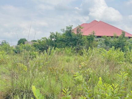 Conflit domanial à Siguiri : une affaire de plusieurs hectares au cœur d’un litige foncier entre la famille Sikafodela à celle de Gninantèninna